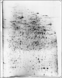 2DE mit MS kompatibeler FireSilver Silberf&auml;rbung